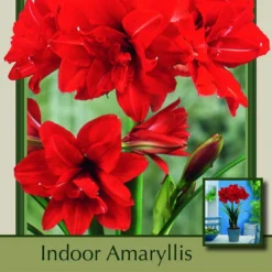 Red Peacock Double Amaryllis Bulb - Double Flower - Large Bulb