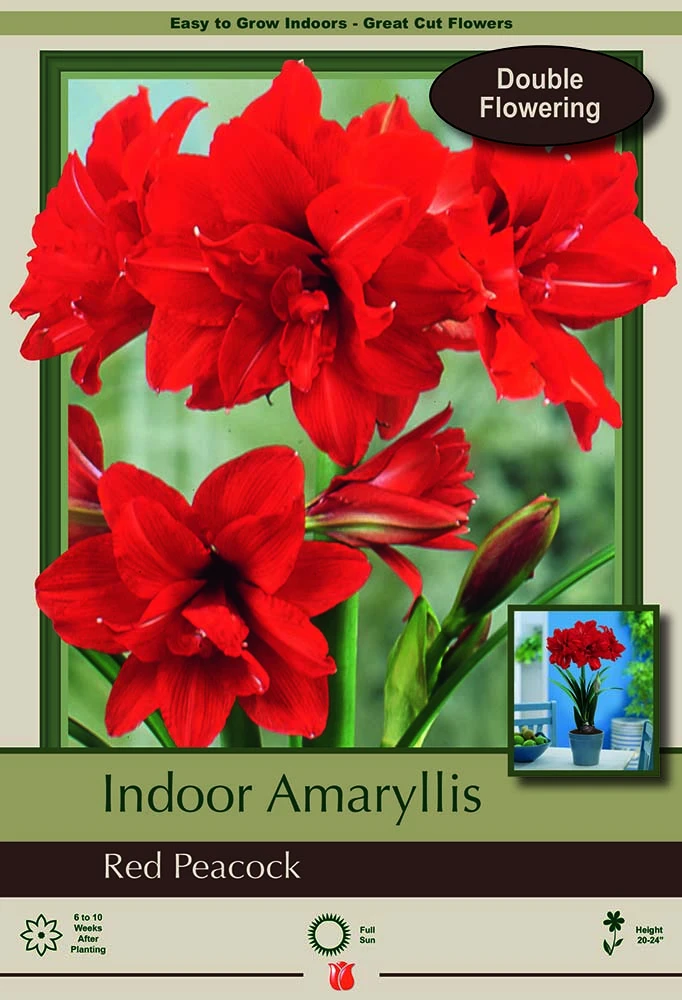 Red Peacock Double Amaryllis Bulb - Double Flower - Large Bulb 1 Red Peacock Double Amaryllis Bulb - Double Flower - Large Bulb