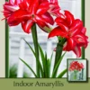 Splash Amaryllis Bulb - EXOTIC - Easy To Grow! - NEW! - Large Bulb