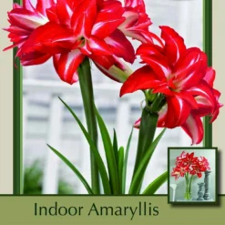 Splash Amaryllis Bulb - EXOTIC - Easy To Grow! - NEW! - Large Bulb