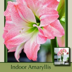 Giant Amadeus Double Amaryllis - Double Flower - Large Bulb