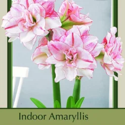 Striped Amadeus Double Amaryllis - Double Flower - Large Bulb