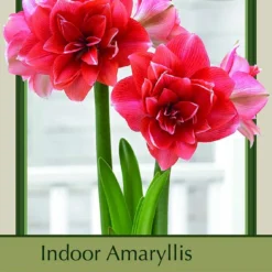 Giant Double Dream Double Amaryllis Bulb - 34/36cm Bulb