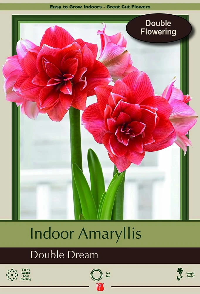 Giant Double Dream Double Amaryllis Bulb - 34/36cm Bulb 1 Giant Double Dream Double Amaryllis Bulb - 34/36cm Bulb
