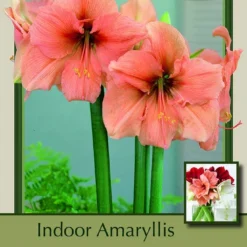 Rilona Amaryllis - Large Flowering - Apricot Salmon Blooms - 34/+ Cm Bulb