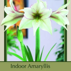Magic Green Amaryllis - Creamy Green With Picotee Edges - 30/32cm Bulb