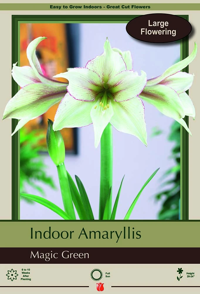 Magic Green Amaryllis - Creamy Green With Picotee Edges - 30/32cm Bulb 1 Magic Green Amaryllis - Creamy Green With Picotee Edges - 30/32cm Bulb