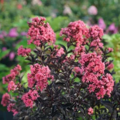 CENTER STAGE® Coral Crapemyrtle - Lagerstroemia Indica - Proven Winners - 4" Pot
