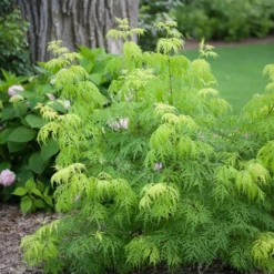 LEMONY LACE® Elderberry - 4" Pot - Sambucus Racemosa - Proven Winners