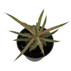 Leopard Agave Plant - Agave Leopoldii - 4" Pot - Easy To Grow House Plant