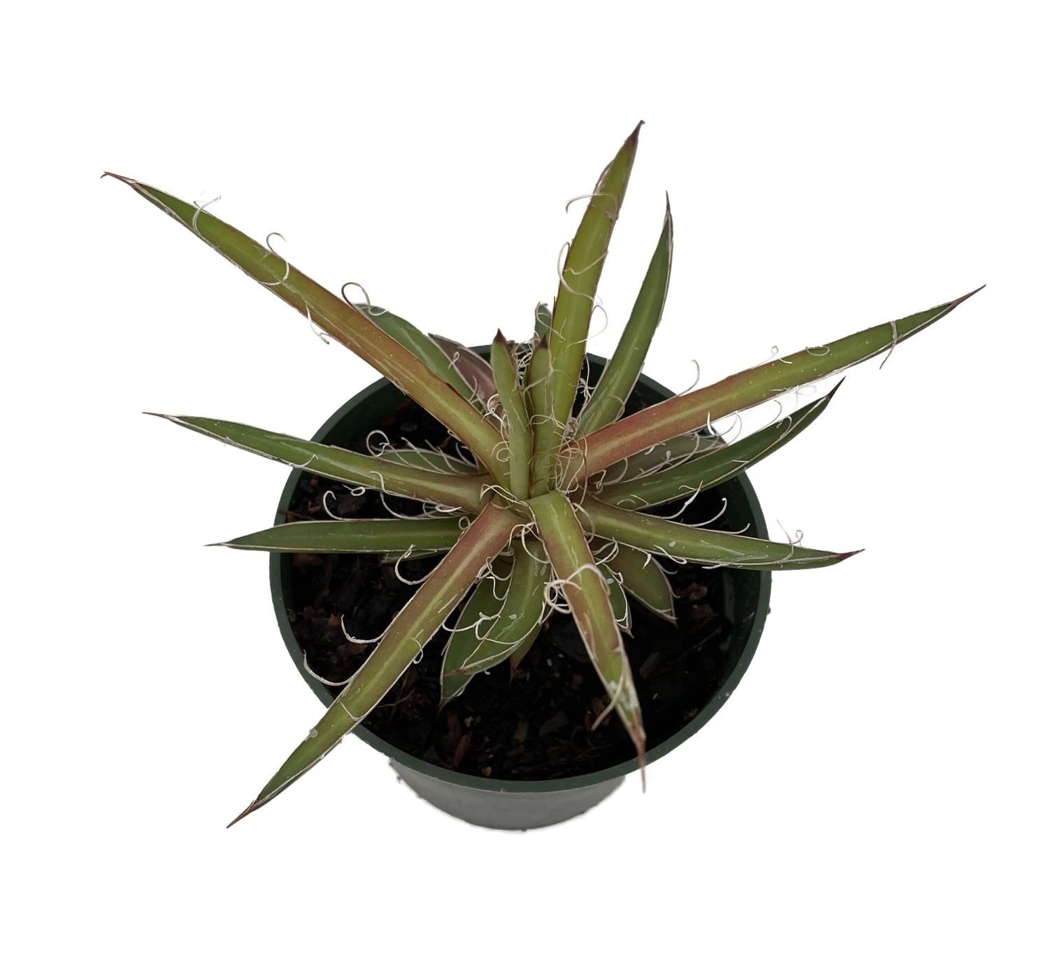 Leopard Agave Plant - Agave Leopoldii - 4" Pot - Easy To Grow House Plant 1 Leopard Agave Plant - Agave Leopoldii - 4" Pot - Easy To Grow House Plant