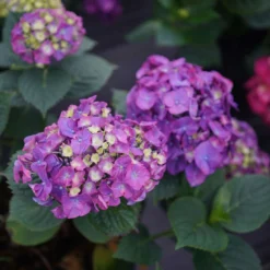 LET’S DANCE BIG BAND® PPAF Hydrangea Bush - 4" Pot - Proven Winners -Outlet Buds Grow Store lets dance big band hydrangea macrophylla 4 1080 1080 60 38297.1615344718