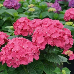 LET’S DANCE BIG BAND® PPAF Hydrangea Bush - 4" Pot - Proven Winners -Outlet Buds Grow Store lets dance big band hydrangea macrophylla 6 1080 1080 60 78901.1615344718