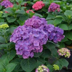 LET’S DANCE BIG BAND® PPAF Hydrangea Bush - 4" Pot - Proven Winners -Outlet Buds Grow Store lets dance big band hydrangea macrophylla 7 1080 1080 60 64199.1615344718