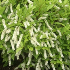 Little Henry® Sweetspire - 4" Pot - Itea Virginica - Proven Winners