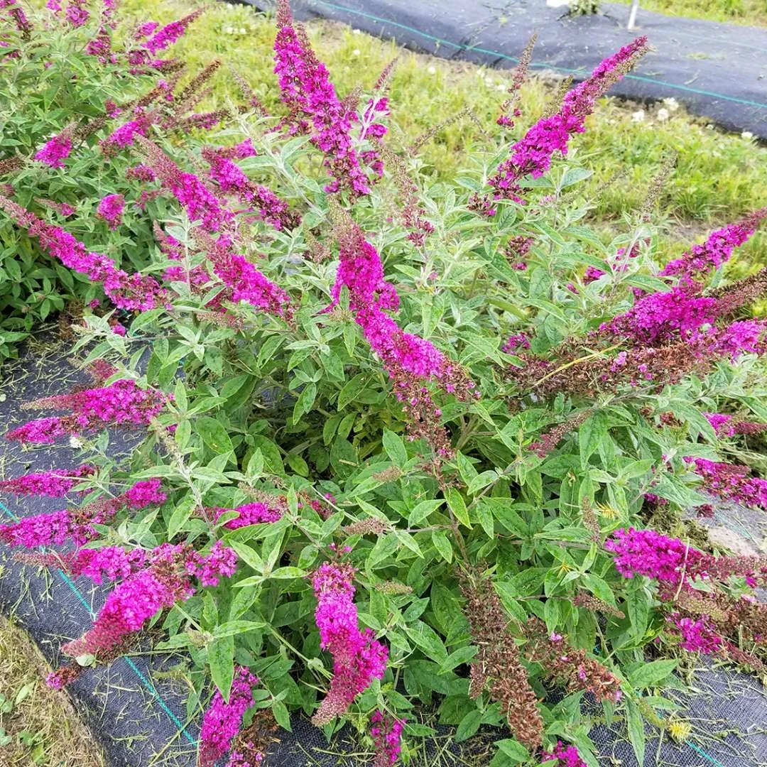 Lo & Behold Ruby Chip® - Butterfly Bush - Buddleia - Proven Winners - 4" Pot 1 Lo & Behold Ruby Chip® - Butterfly Bush - Buddleia - Proven Winners - 4" Pot