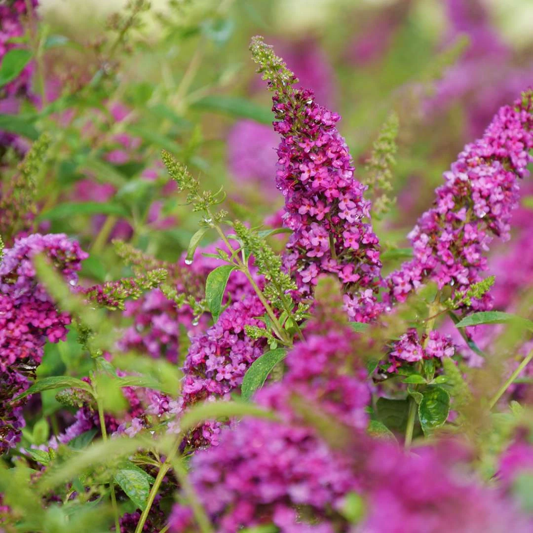 Lo & Behold Ruby Chip® - Butterfly Bush - Buddleia - Proven Winners - 4" Pot 2 Lo & Behold Ruby Chip® - Butterfly Bush - Buddleia - Proven Winners - 4" Pot - Image 2