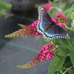 Lo & Behold Ruby Chip® - Butterfly Bush - Buddleia - Proven Winners - 4" Pot 6 Lo & Behold Ruby Chip® - Butterfly Bush - Buddleia - Proven Winners - 4" Pot -Outlet Buds Grow Store lo behold ruby chip butterfly bush buddleia 5 1080 1080 60 24320.1615344728