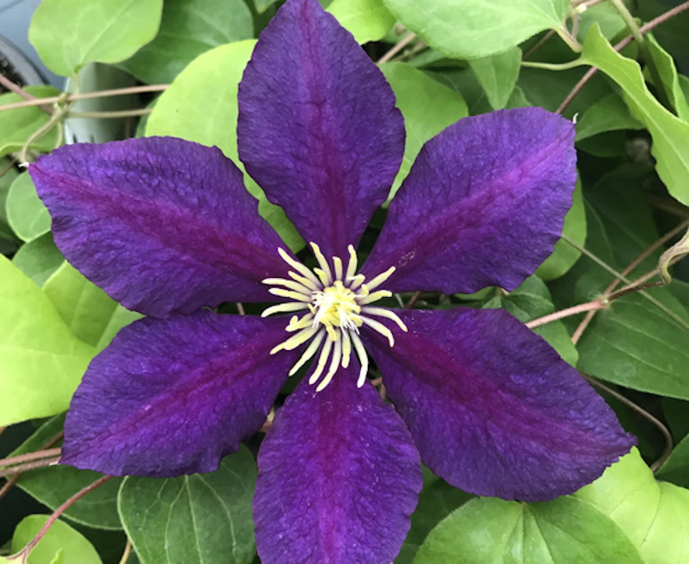 The President Clematis Vine - Deep Purple - 2.5" Pot 1 The President Clematis Vine - Deep Purple - 2.5" Pot