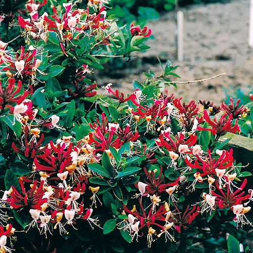 Serotina Belgica Honeysuckle Vine - Late Dutch - Lonicera - 2.5" Pot - Fragrant 2 Serotina Belgica Honeysuckle Vine - Late Dutch - Lonicera - 2.5" Pot - Fragrant - Image 2