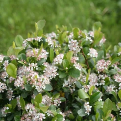 Low Scape Mound® Chokeberry - 4" Pot - Aronia - Proven Winners