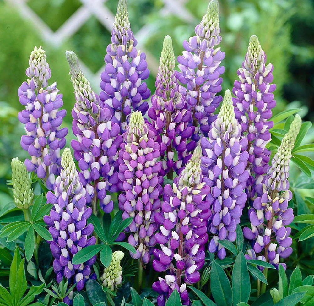 Mini Gallery™ Blue Bicolor Lupine Perennial - Lupinus Polyphyllus - Gallon Pot 2 Mini Gallery™ Blue Bicolor Lupine Perennial - Lupinus Polyphyllus - Gallon Pot - Image 2