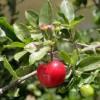 Barbados Cherry Plant - Malpighia Punicfolia - Acerola - Indoors/Out - 6" Pot