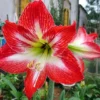 Mambo Giant Dutch Amaryllis Bulb - 34/36 Cm Bulb