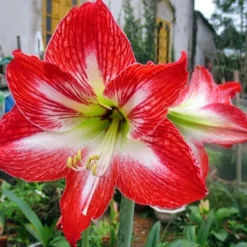 Mambo Giant Dutch Amaryllis Bulb - 34/36 Cm Bulb
