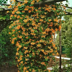 Mandarin Honeysuckle Vine - Perennial - Lonicera - 2.5" Pot
