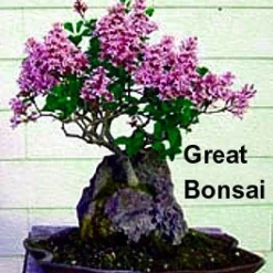 Red Sonic Bloom® Weigela - Lipstick Red, Everblooming - Proven Winners - 4" Pot -Outlet Buds Grow Store midnightwine2 99517.1615344518