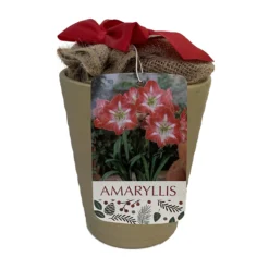 Minerva Gold Ceramic Amaryllis Kit - Bulb/Ceramic Vase/Planting Medium