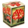 Amaryllis Kit: Minerva + Plastic Pot/Soil/Bulb - Large Bulb 26/28 Cm -Netherland