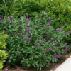 Miss Violet Butterfly Bush - 4" Pot - Buddleia - Proven Winners