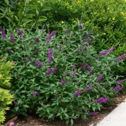 Miss Violet Butterfly Bush - 4" Pot - Buddleia - Proven Winners