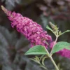 Miss Ruby Butterfly Bush - Buddleia - Proven Winners - 4" Pot