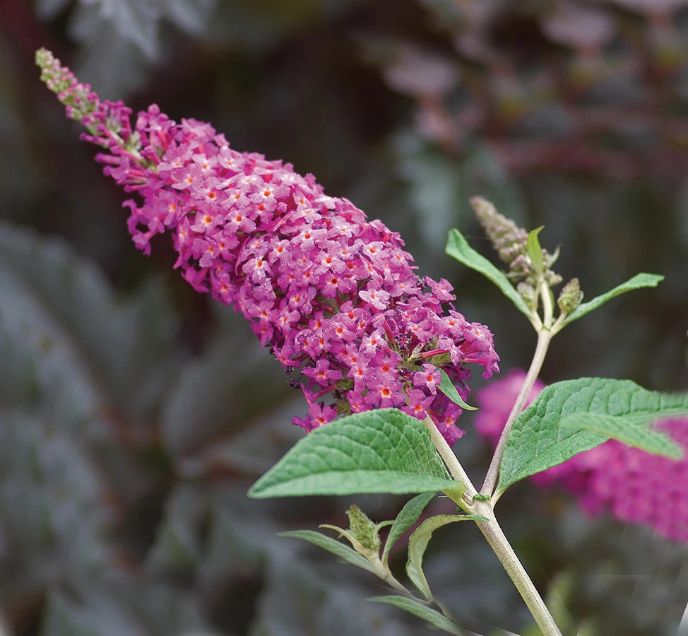 Miss Ruby Butterfly Bush - Buddleia - Proven Winners - 4" Pot 1 Miss Ruby Butterfly Bush - Buddleia - Proven Winners - 4" Pot