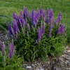 Magic Show® Purple Illusion Veronica - Speedwell - Gallon Pot - Proven Winners