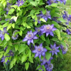 Multi Blue Clematis - NEW! - Navy Blue Double Flower - 2.5" Pot 5 Multi Blue Clematis - NEW! - Navy Blue Double Flower - 2.5" Pot -Outlet Buds Grow Store multiblueclemati 3 03170.1615344792