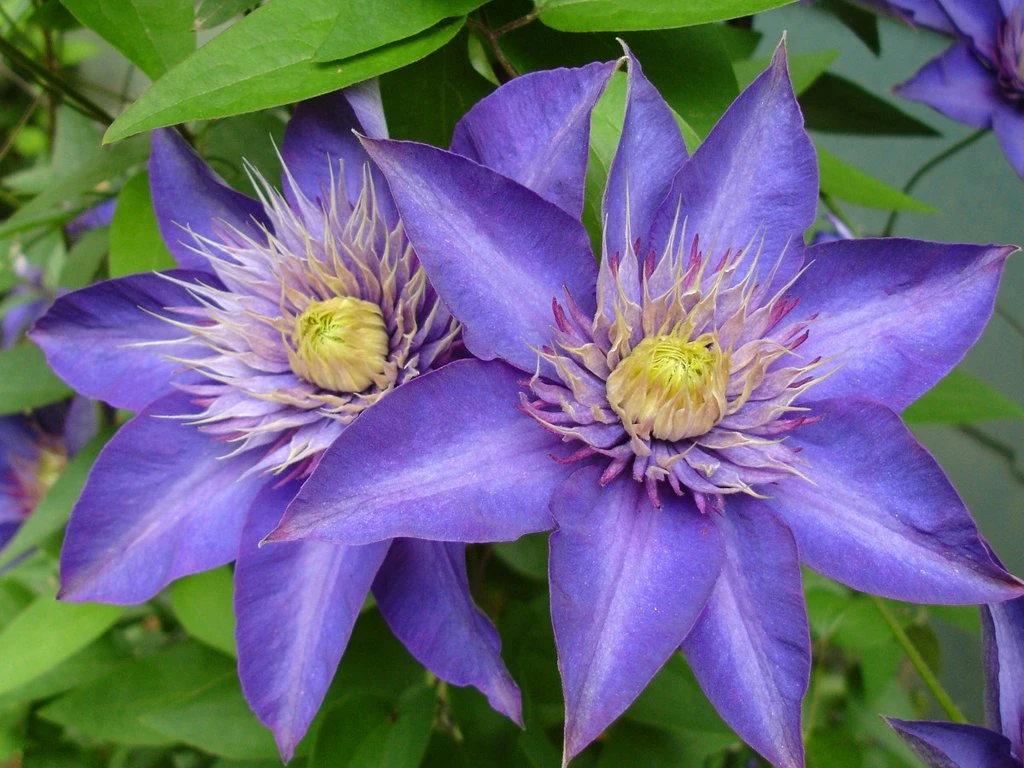 Multi Blue Clematis - NEW! - Navy Blue Double Flower - 2.5" Pot 1 Multi Blue Clematis - NEW! - Navy Blue Double Flower - 2.5" Pot