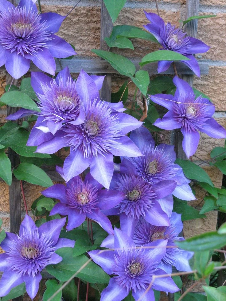 Multi Blue Clematis - NEW! - Navy Blue Double Flower - 2.5" Pot 2 Multi Blue Clematis - NEW! - Navy Blue Double Flower - 2.5" Pot - Image 2