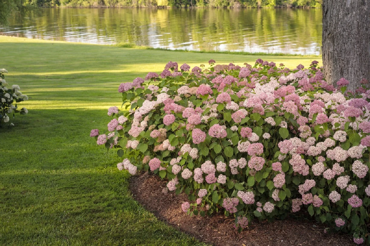 Invincibelle® Spirit II Hydrangea - 4" Pot - Proven Winners 2 Invincibelle® Spirit II Hydrangea - 4" Pot - Proven Winners - Image 2