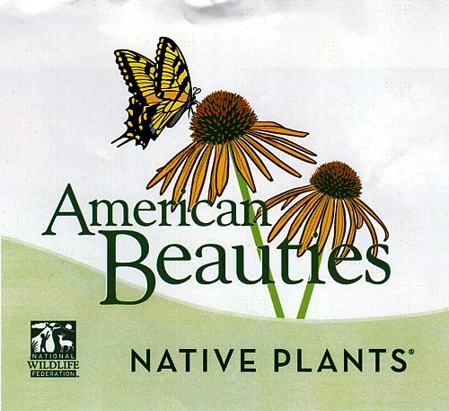 Pee Wee Oakleaf Hydrangea Perennial - Dwarf White - 4" Pot 3 Pee Wee Oakleaf Hydrangea Perennial - Dwarf White - 4" Pot - Image 3