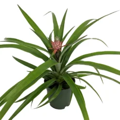 Best Seller -Outlet Buds Grow Store newpineapple1 92830.1612983317