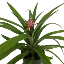 Fruiting Pineapple Plant - Ananas Comosus - Great Indoors/Out - 5" Pot