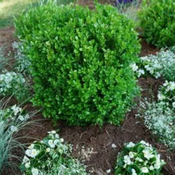 NEWGEN FREEDOM® Boxwood - 4" Pot - Buxus - Indoors Or Out -Outlet Buds Grow Store oip 21547.1648736590