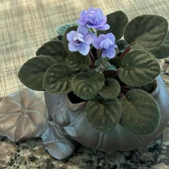 Creative Lotus Leaf Ceramic Planter With Live Miniature African Violet 5 Creative Lotus Leaf Ceramic Planter With Live Miniature African Violet -Outlet Buds Grow Store olotushir1t 32541.1693250733