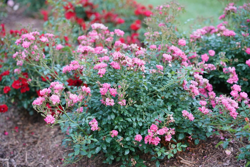 OSO EASY® Double Pink Rose-VERY HARDY Proven Winners - 4" Pot 2 OSO EASY® Double Pink Rose-VERY HARDY Proven Winners - 4" Pot - Image 2