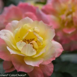 OSO EASY® Italian Ice Rose- Rebloomer- Proven Winners - 4" Pot
