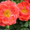 OSO Easy® Mango Salsa Rose - Proven Winners - 4" Pot